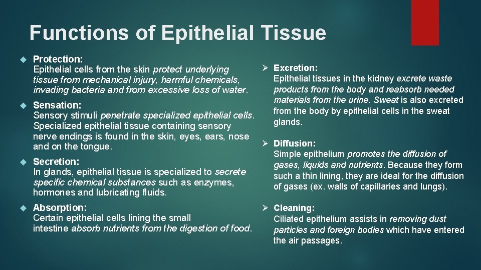 Functions of Epithelial Tissue Protection: Epithelial cells from the skin protect underlying tissue from