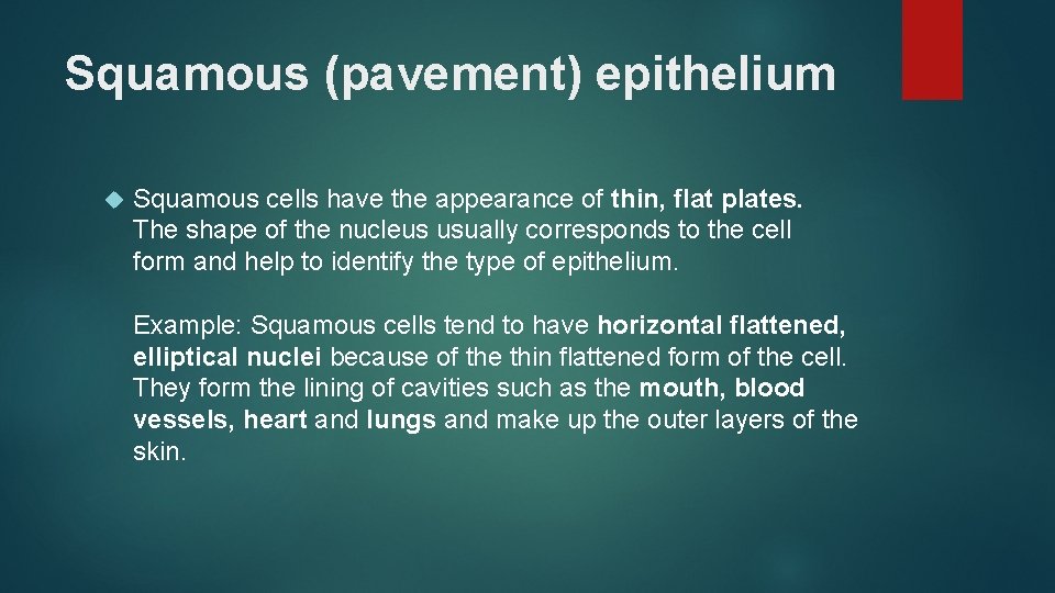 Squamous (pavement) epithelium Squamous cells have the appearance of thin, flat plates. The shape
