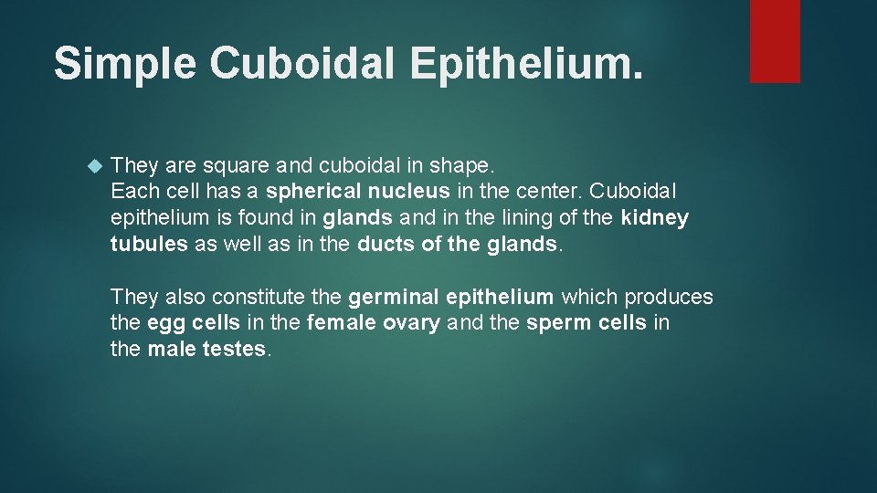 Simple Cuboidal Epithelium. They are square and cuboidal in shape. Each cell has a