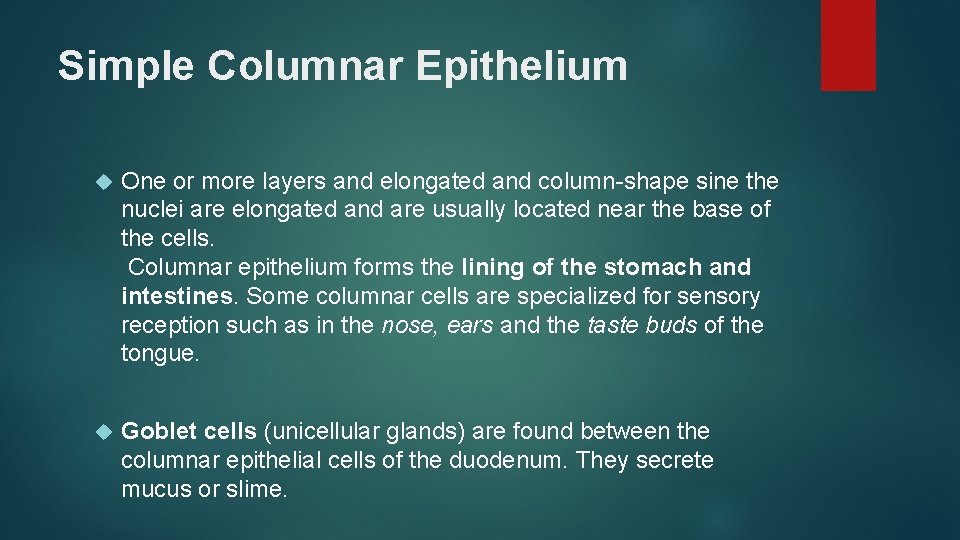 Simple Columnar Epithelium One or more layers and elongated and column-shape sine the nuclei