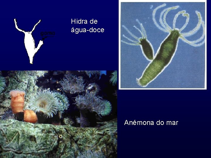 Hidra de água-doce Anémona do mar 