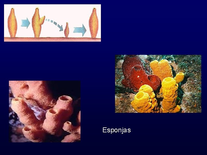 Esponjas 