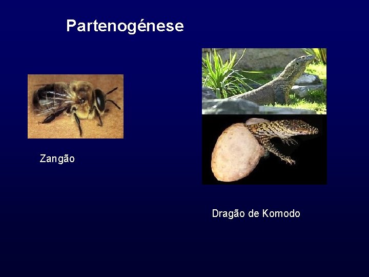 Partenogénese Zangão Dragão de Komodo 