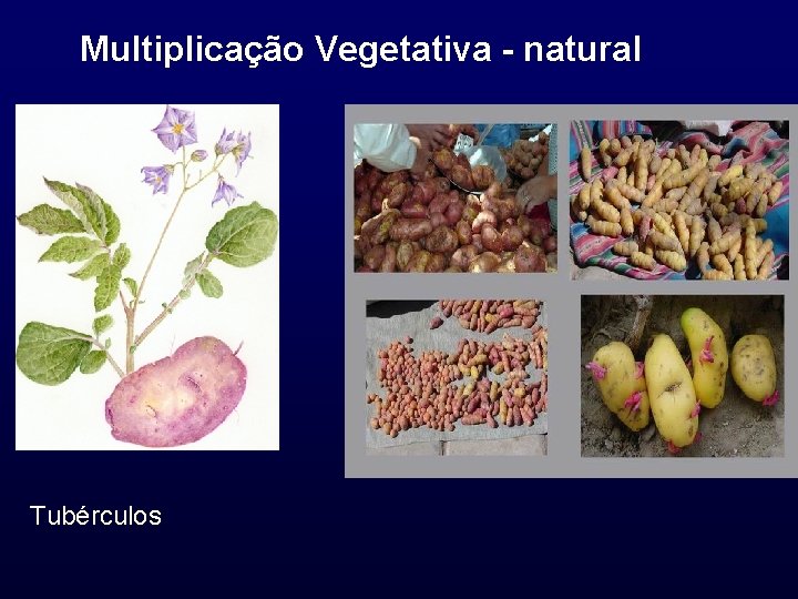 Multiplicação Vegetativa - natural Tubérculos 