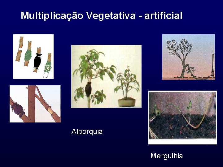 Multiplicação Vegetativa - artificial Alporquia Mergulhia 