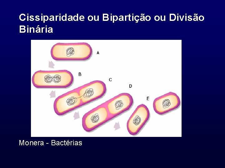 Cissiparidade ou Bipartição ou Divisão Binária Monera - Bactérias 