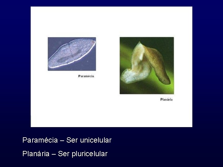 Paramécia – Ser unicelular Planária – Ser pluricelular 