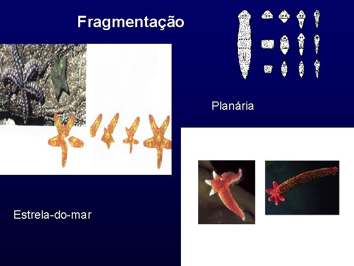 Fragmentação Planária Estrela-do-mar 