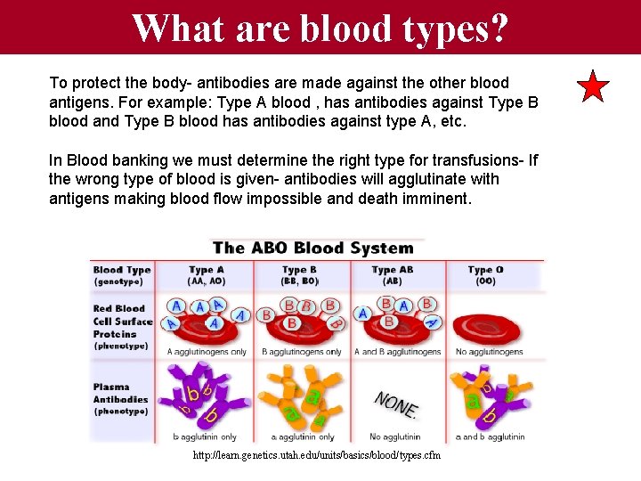 What are blood types? To protect the body- antibodies are made against the other