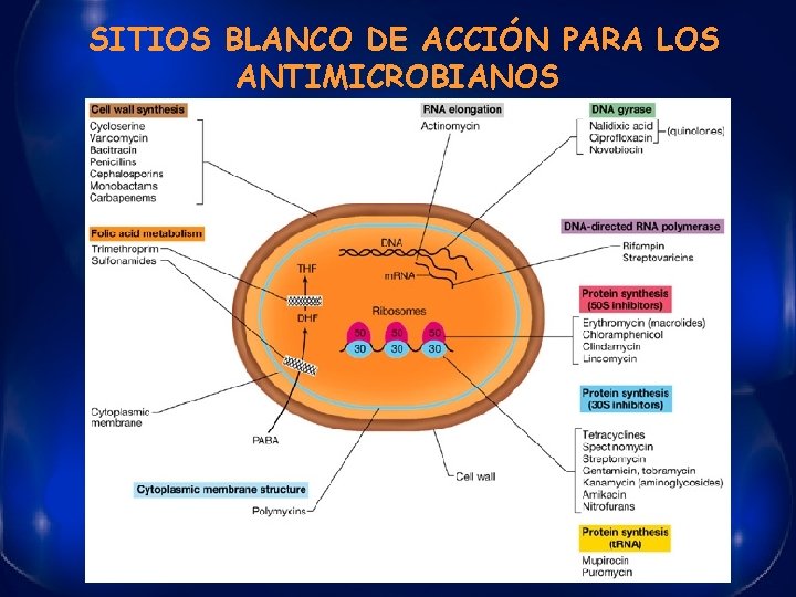 SITIOS BLANCO DE ACCIÓN PARA LOS ANTIMICROBIANOS 