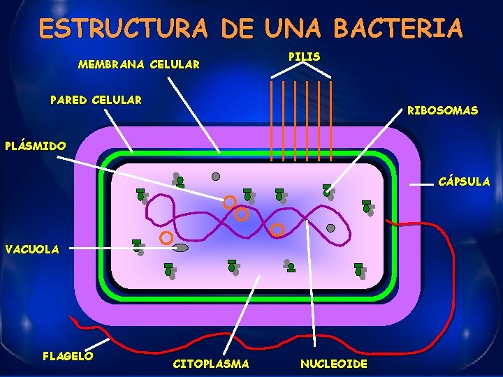 ESTRUCTURA DE UNA BACTERIA MEMBRANA CELULAR PILIS PARED CELULAR RIBOSOMAS PLÁSMIDO CÁPSULA VACUOLA FLAGELO
