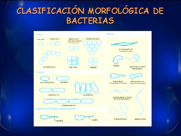 CLASIFICACIÓN MORFOLÓGICA DE BACTERIAS 