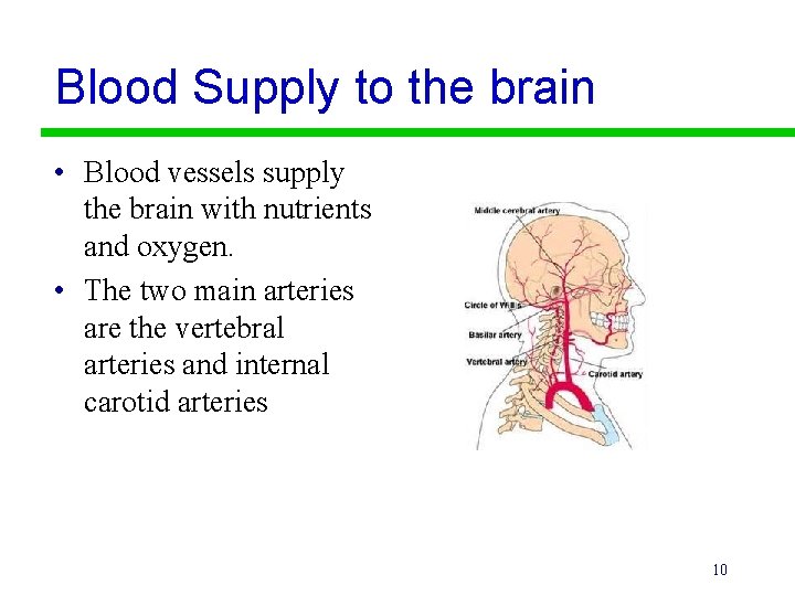 Blood Supply to the brain • Blood vessels supply the brain with nutrients and