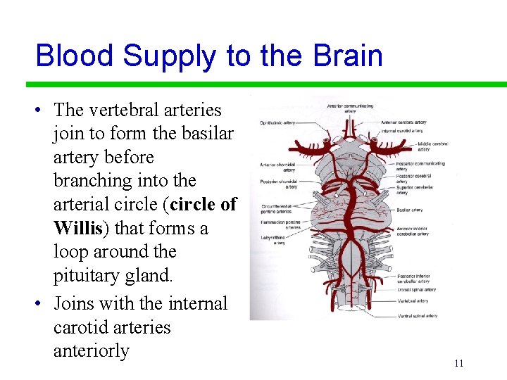 Blood Supply to the Brain • The vertebral arteries join to form the basilar