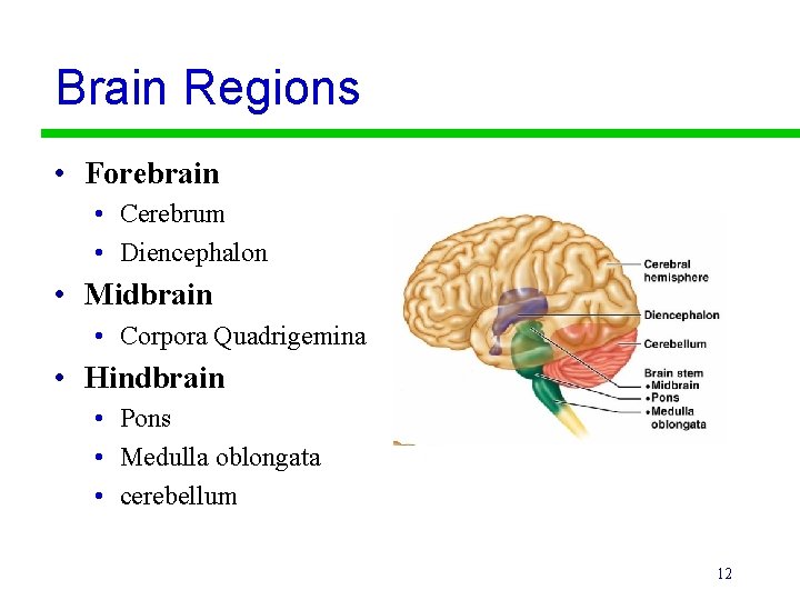 Brain Regions • Forebrain • Cerebrum • Diencephalon • Midbrain • Corpora Quadrigemina •