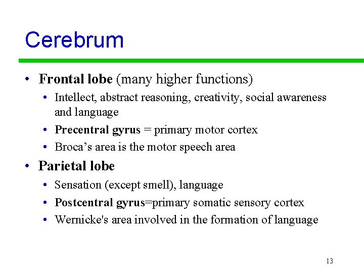 Cerebrum • Frontal lobe (many higher functions) • Intellect, abstract reasoning, creativity, social awareness