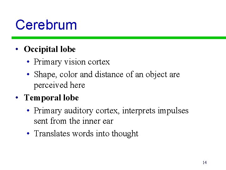 Cerebrum • Occipital lobe • Primary vision cortex • Shape, color and distance of