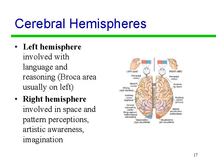 Cerebral Hemispheres • Left hemisphere involved with language and reasoning (Broca area usually on