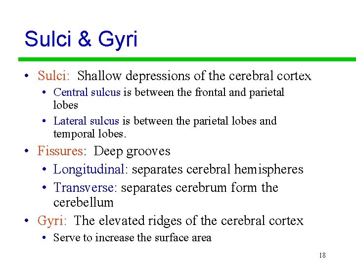 Sulci & Gyri Sulci • Sulci: Shallow depressions of the cerebral cortex • Central