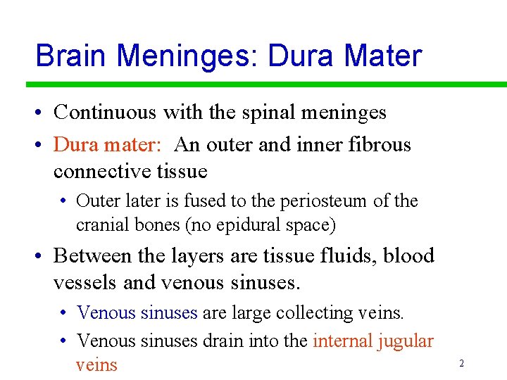 Brain Meninges: Dura Mater • Continuous with the spinal meninges • Dura mater: An