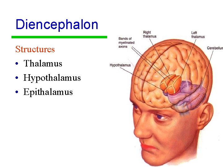 Diencephalon Structures • Thalamus • Hypothalamus • Epithalamus 21 