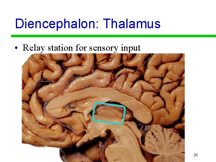 Diencephalon: Thalamus • Relay station for sensory input 24 