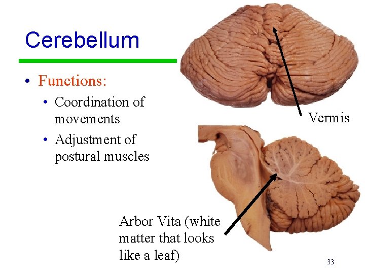 Cerebellum • Functions: • Coordination of movements • Adjustment of postural muscles Arbor Vita