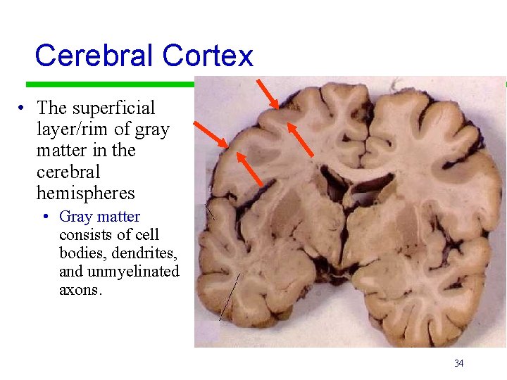 Cerebral Cortex • The superficial layer/rim of gray matter in the cerebral hemispheres •