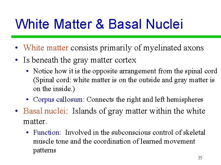 White Matter & Basal Nuclei • White matter consists primarily of myelinated axons •