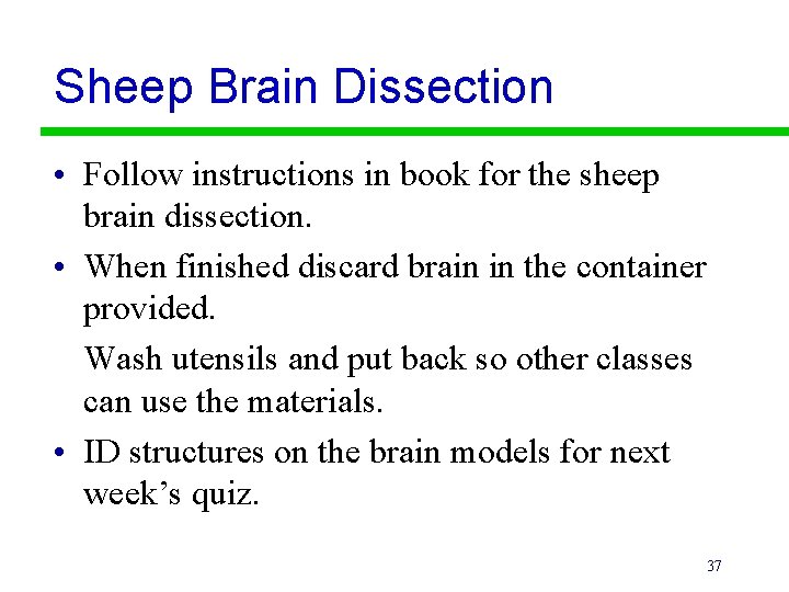 Sheep Brain Dissection • Follow instructions in book for the sheep brain dissection. •