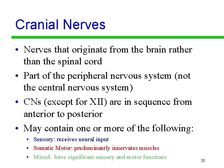 Cranial Nerves • Nerves that originate from the brain rather than the spinal cord