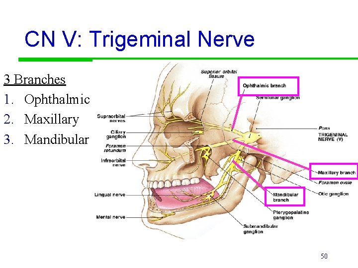 CN V: Trigeminal Nerve 3 Branches 1. Ophthalmic 2. Maxillary 3. Mandibular 50 