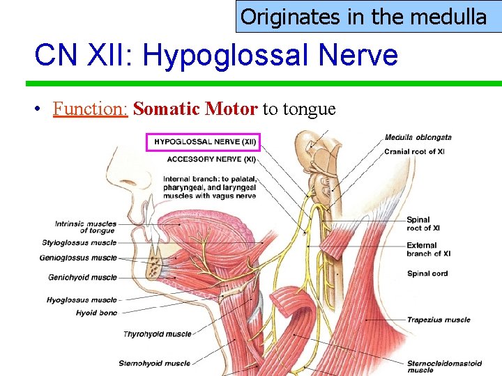 Originates in the medulla CN XII: Hypoglossal Nerve • Function: Somatic Motor to tongue