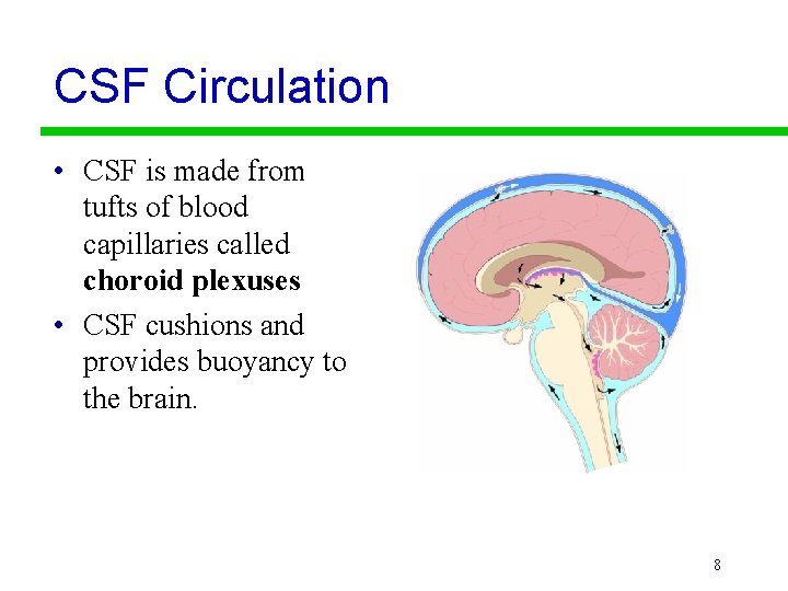 CSF Circulation • CSF is made from tufts of blood capillaries called choroid plexuses