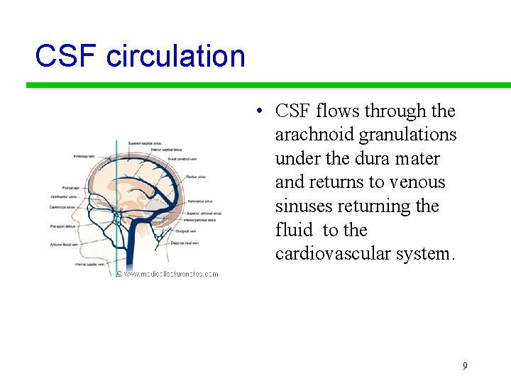 CSF circulation • CSF flows through the arachnoid granulations under the dura mater and