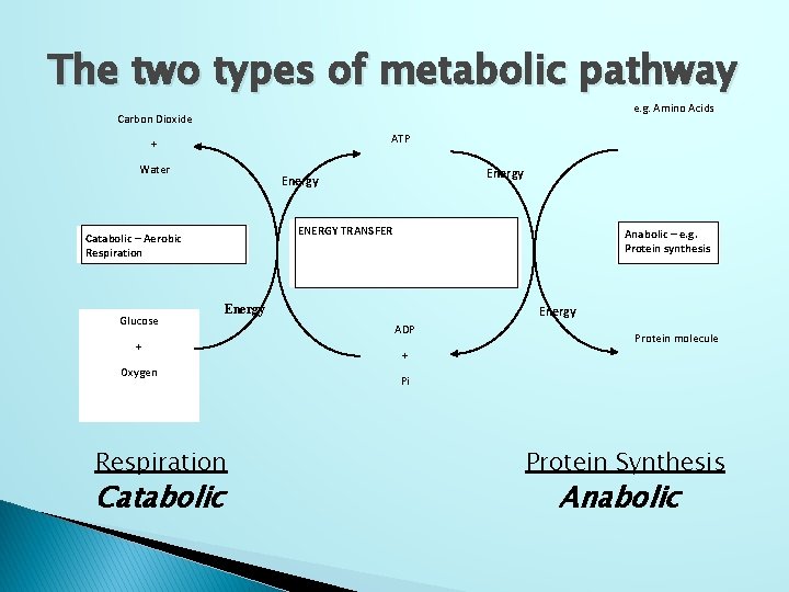 The two types of metabolic pathway e. g. Amino Acids Carbon Dioxide ATP +