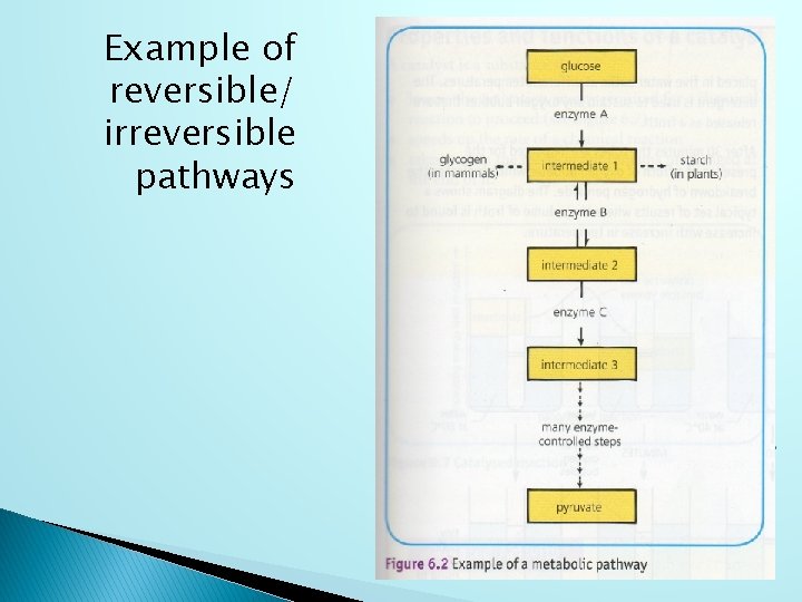 Example of reversible/ irreversible pathways 