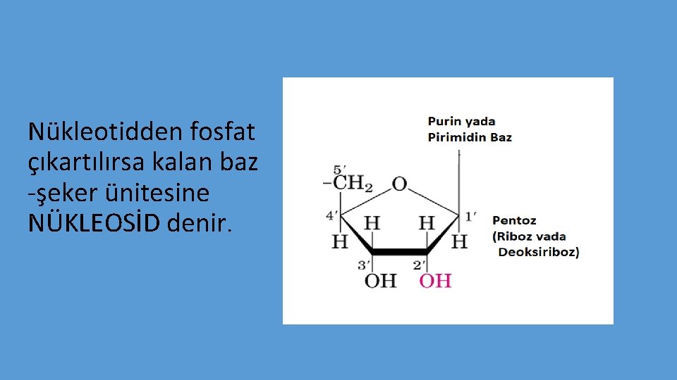 Nükleotidden fosfat çıkartılırsa kalan baz -şeker ünitesine NÜKLEOSİD denir. 