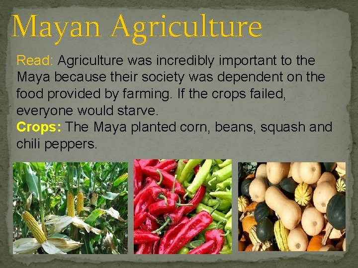 Mayan Agriculture Read: Agriculture was incredibly important to the Maya because their society was