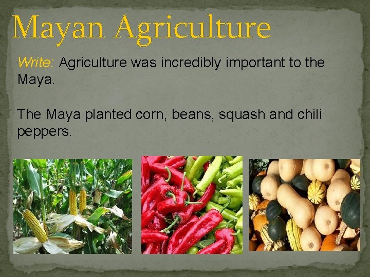 Mayan Agriculture Write: Agriculture was incredibly important to the Maya. The Maya planted corn,