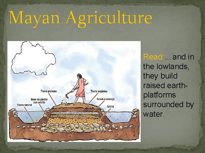 Mayan Agriculture Read: …and in the lowlands, they build raised earthplatforms surrounded by water.