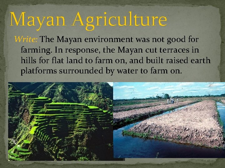 Mayan Agriculture Write: The Mayan environment was not good for farming. In response, the