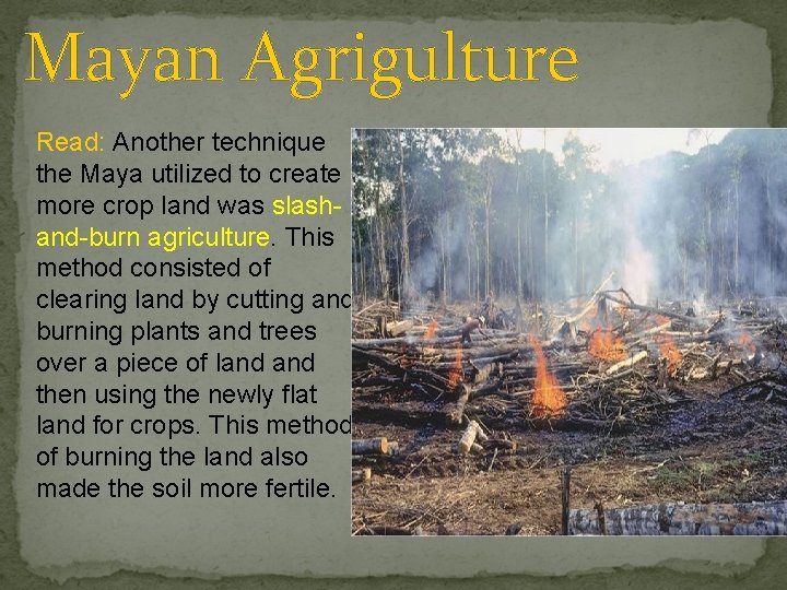 Mayan Agrigulture Read: Another technique the Maya utilized to create more crop land was