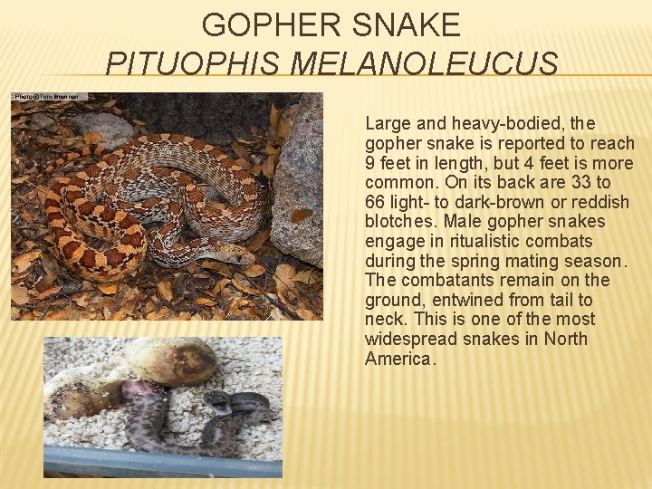 GOPHER SNAKE PITUOPHIS MELANOLEUCUS Large and heavy-bodied, the gopher snake is reported to reach