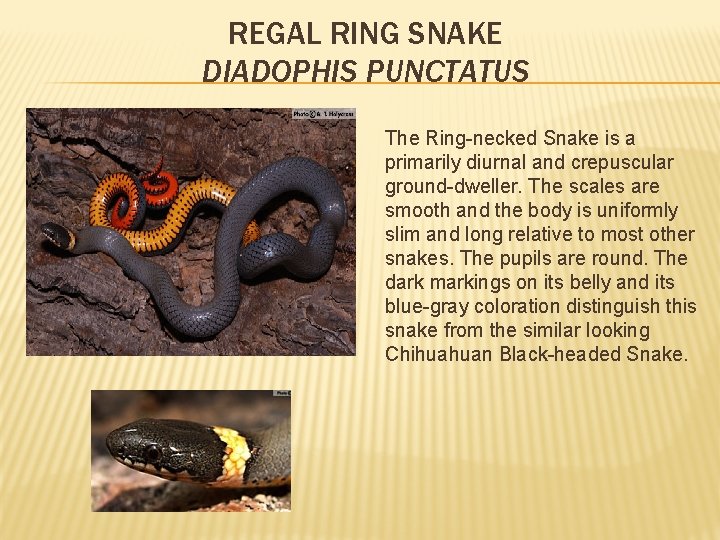 REGAL RING SNAKE DIADOPHIS PUNCTATUS The Ring-necked Snake is a primarily diurnal and crepuscular