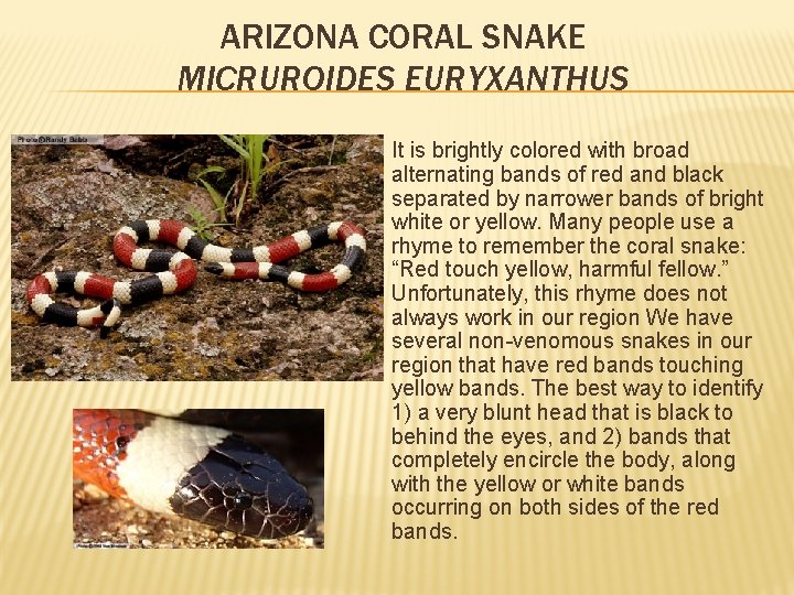 ARIZONA CORAL SNAKE MICRUROIDES EURYXANTHUS It is brightly colored with broad alternating bands of