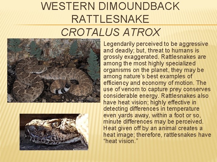 WESTERN DIMOUNDBACK RATTLESNAKE CROTALUS ATROX Legendarily perceived to be aggressive and deadly; but, threat
