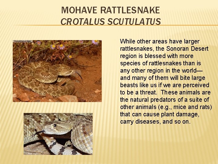 MOHAVE RATTLESNAKE CROTALUS SCUTULATUS While other areas have larger rattlesnakes, the Sonoran Desert region