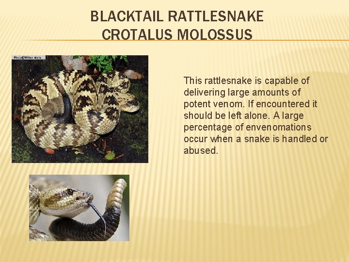 BLACKTAIL RATTLESNAKE CROTALUS MOLOSSUS This rattlesnake is capable of delivering large amounts of potent