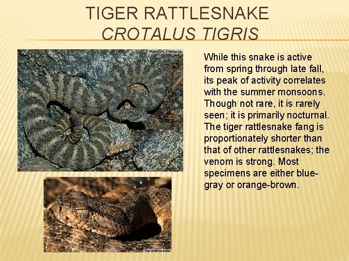 TIGER RATTLESNAKE CROTALUS TIGRIS While this snake is active from spring through late fall,